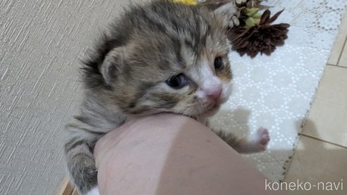 成約済の広島県のその他の猫種-79154の101枚目