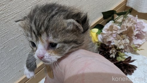 販売中の広島県のその他の猫種-79154の4枚目