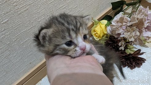 販売中の広島県のその他の猫種-79154の2枚目