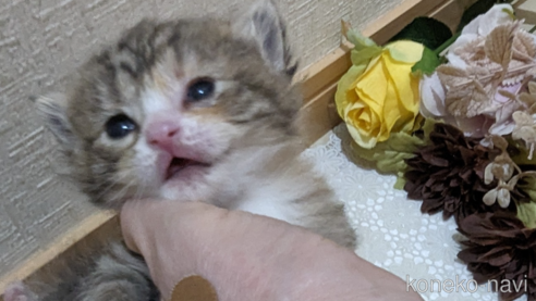 販売中の広島県のその他の猫種-79154の1枚目
