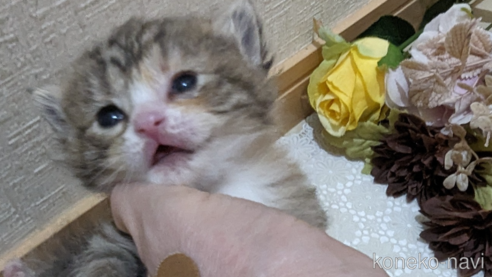 成約済の広島県のその他の猫種-79154の99枚目