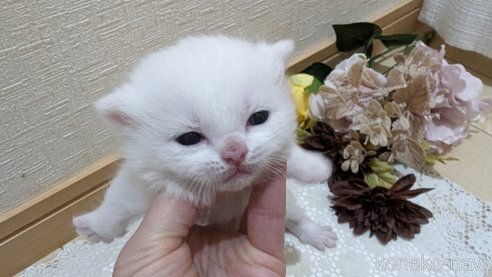 販売中の広島県のその他の猫種-79155の21枚目