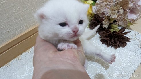 販売中の広島県のその他の猫種-79155の22枚目