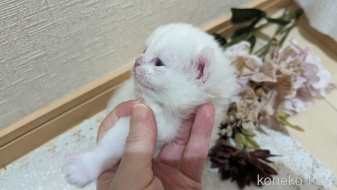 販売中の広島県のその他の猫種-79155の23枚目