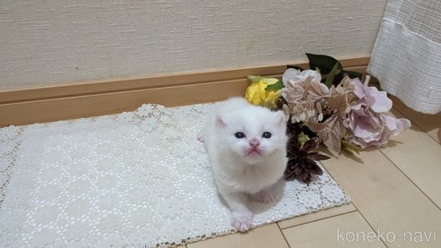 成約済の広島県のその他の猫種-79155の94枚目