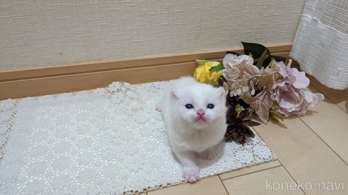 販売中の広島県のその他の猫種-79155の20枚目