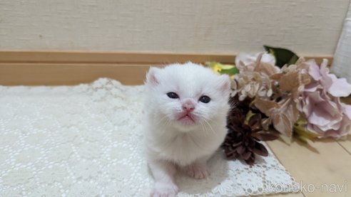 販売中の広島県のその他の猫種-79155の19枚目