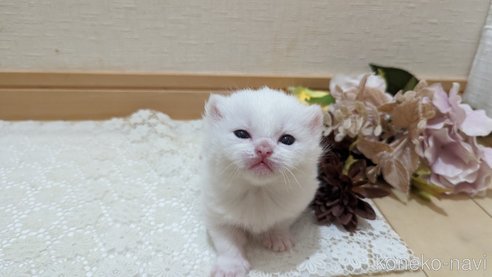 成約済の広島県のその他の猫種-79155の95枚目