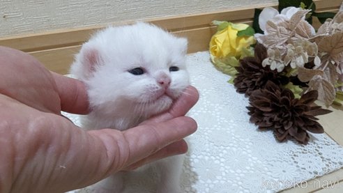 販売中の広島県のその他の猫種-79155の18枚目