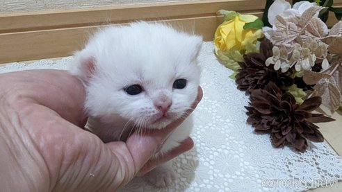 販売中の広島県のその他の猫種-79155の17枚目
