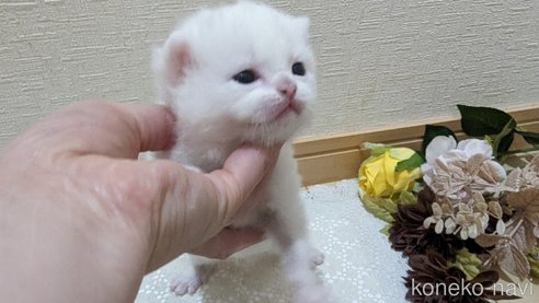販売中の広島県のその他の猫種-79155の15枚目
