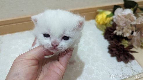 販売中の広島県のその他の猫種-79155の14枚目