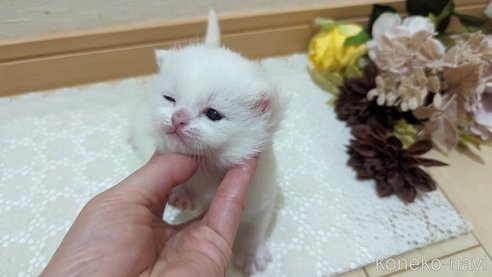 販売中の広島県のその他の猫種-79155の16枚目