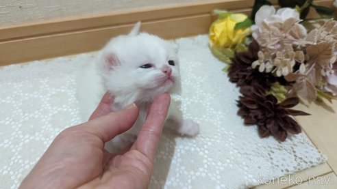 販売中の広島県のその他の猫種-79155の12枚目