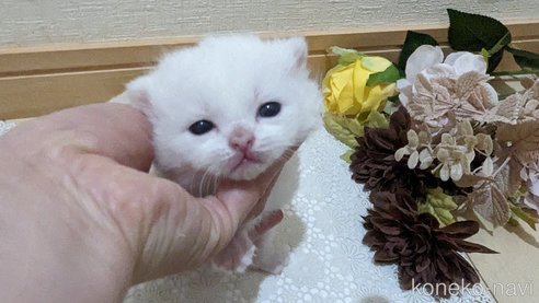 販売中の広島県のその他の猫種-79155の13枚目
