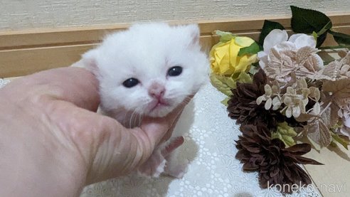成約済の広島県のその他の猫種-79155の88枚目