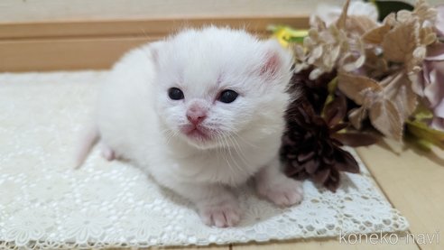 販売中の広島県のその他の猫種-79155の11枚目