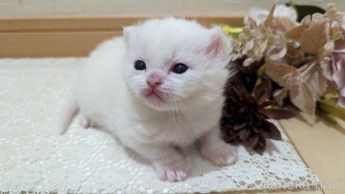 販売中の広島県のその他の猫種-79155の10枚目