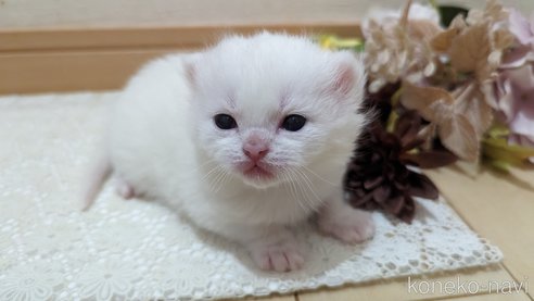 販売中の広島県のその他の猫種-79155の8枚目