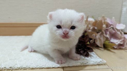 販売中の広島県のその他の猫種-79155の9枚目