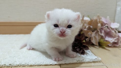 成約済の広島県のその他の猫種-79155の84枚目
