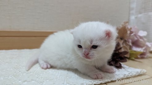 販売中の広島県のその他の猫種-79155の7枚目