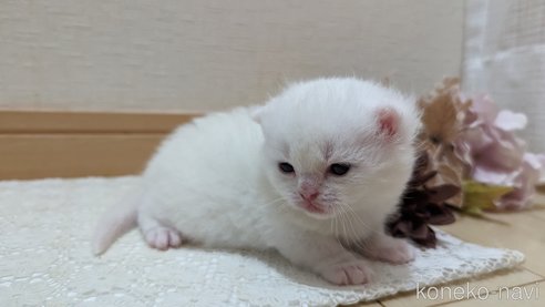 成約済の広島県のその他の猫種-79155の82枚目