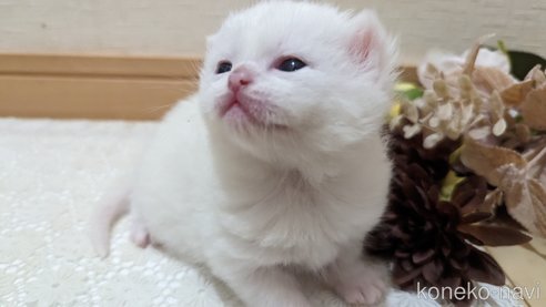 販売中の広島県のその他の猫種-79155の5枚目