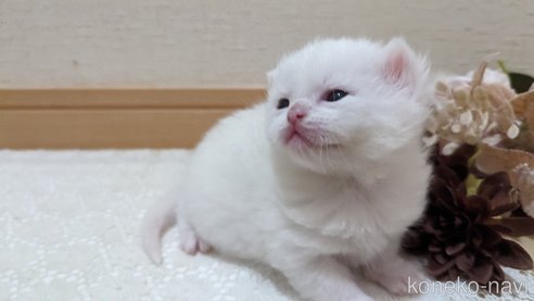 販売中の広島県のその他の猫種-79155の4枚目