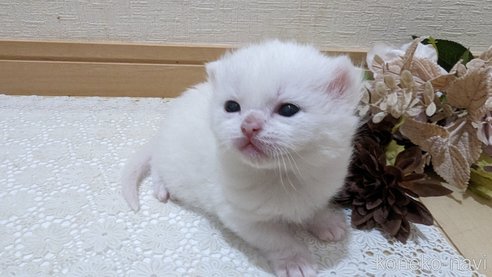 販売中の広島県のその他の猫種-79155の6枚目