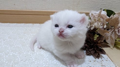 成約済の広島県のその他の猫種-79155の81枚目