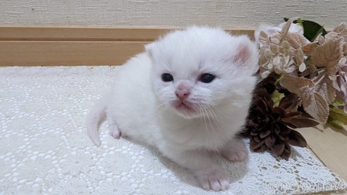 販売中の広島県のその他の猫種-79155の3枚目
