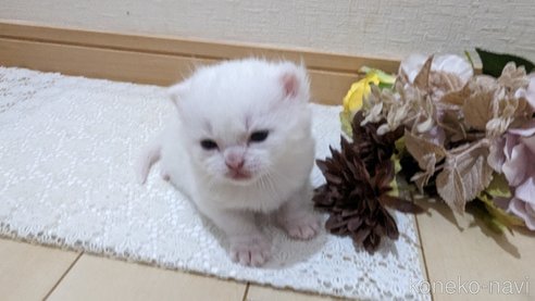 成約済の広島県のその他の猫種-79155の77枚目