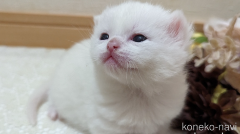 販売中の広島県のその他の猫種-79155の1枚目