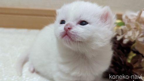 成約済の広島県のその他の猫種-79155の76枚目