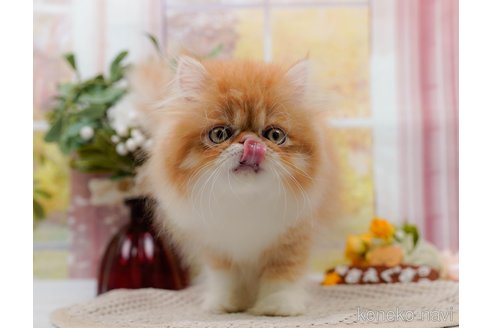 成約済の神奈川県のエキゾチックロングヘア-80453の5枚目