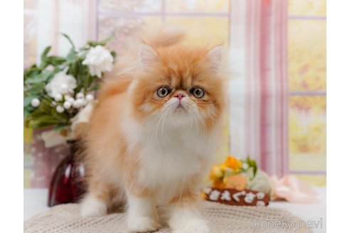 成約済の神奈川県のエキゾチックロングヘア-80453の4枚目