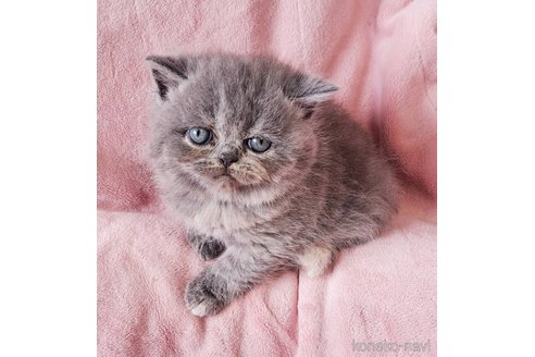 成約済の茨城県のエキゾチックショートヘア-80468の2枚目
