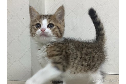 成約済の群馬県のマンチカン-80488の3枚目