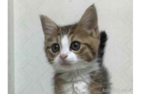 成約済の群馬県のマンチカン-80488の5枚目