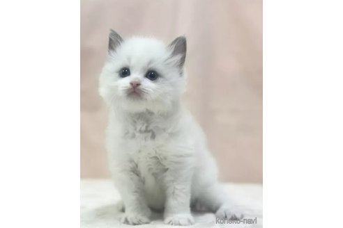 成約済の埼玉県のラグドール-80508の4枚目
