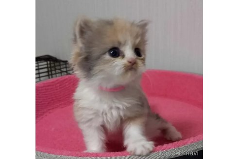 成約済の福岡県のスコティッシュフォールド-80532の9枚目