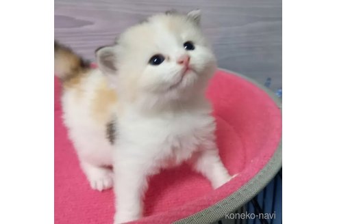 成約済の福岡県のマンチカン-80537の5枚目