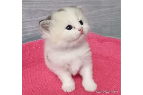 成約済の福岡県のマンチカン-80537の6枚目