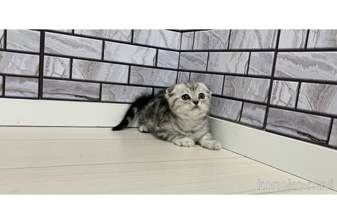 成約済の福岡県のマンチカン-80554の2枚目