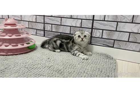 成約済の福岡県のマンチカン-80554の3枚目