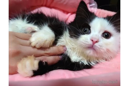 成約済の愛知県のスコティッシュフォールド-80561の2枚目