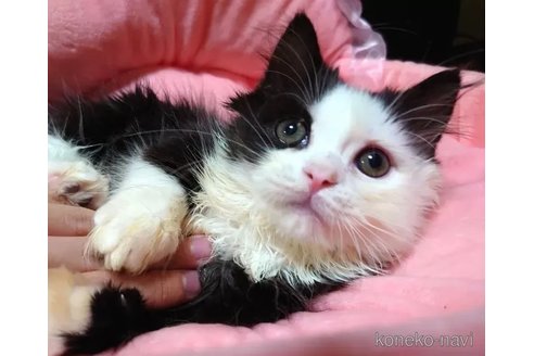 成約済の愛知県のスコティッシュフォールド-80561の1枚目