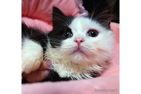 成約済の愛知県のスコティッシュフォールド-80561の5枚目