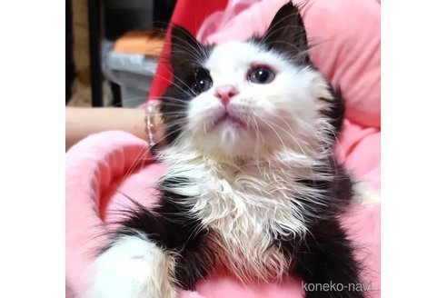 成約済の愛知県のスコティッシュフォールド-80561の3枚目